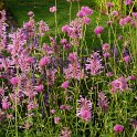 Gomphrena globosa 'Fireworks' (3)